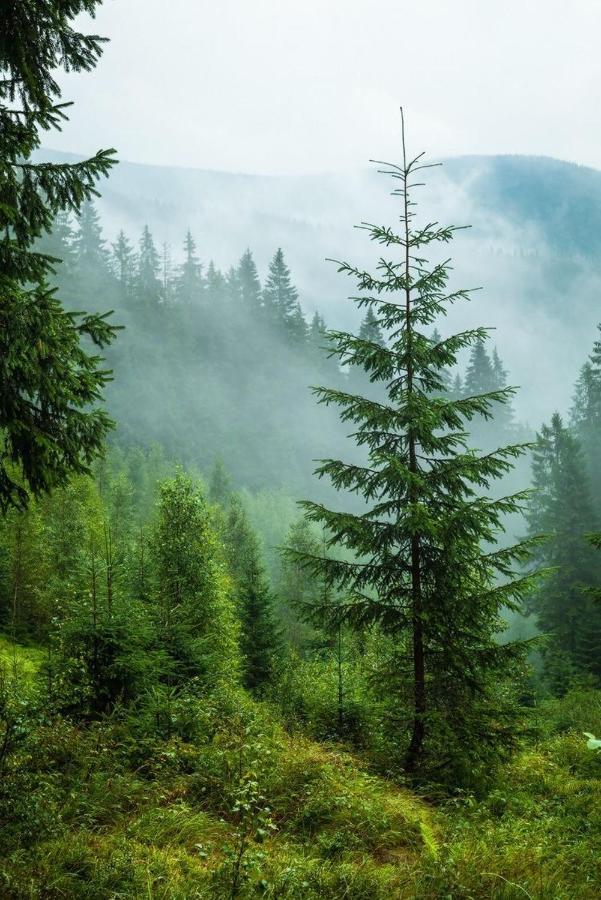 Sadyba Domashniy Zatyshok Pilipets Buitenkant foto